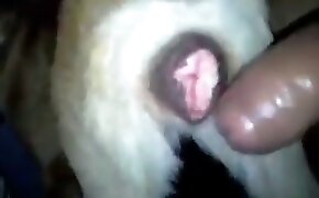 Cena porno anal com bucetuda dando o cuzinho - guy fucks animal, zoophilia fuck porn